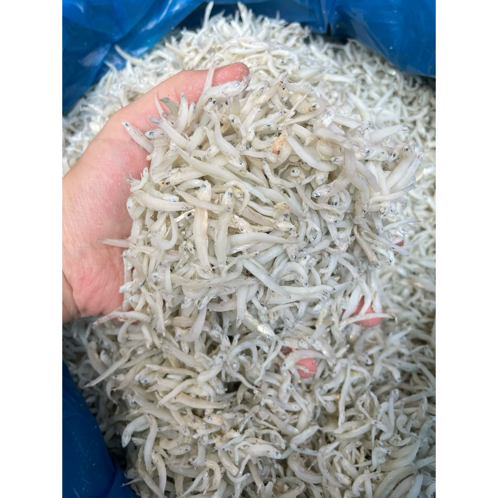 Teri medan kering teri nasi medan kering , kualitas super premium fresh