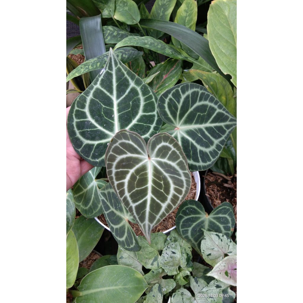 anthurium clarinervium/tarantula