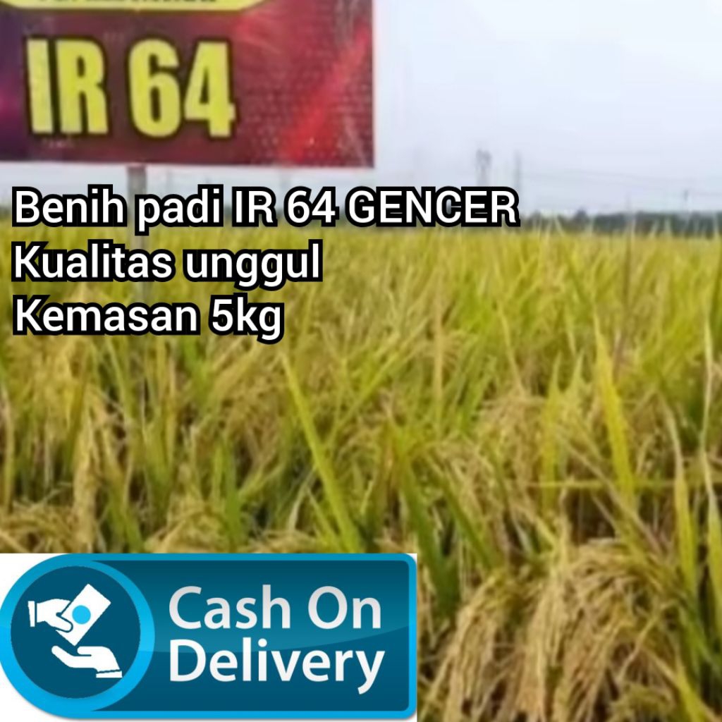 Benih padi IR 64 GENCER original kemasan 5kg
