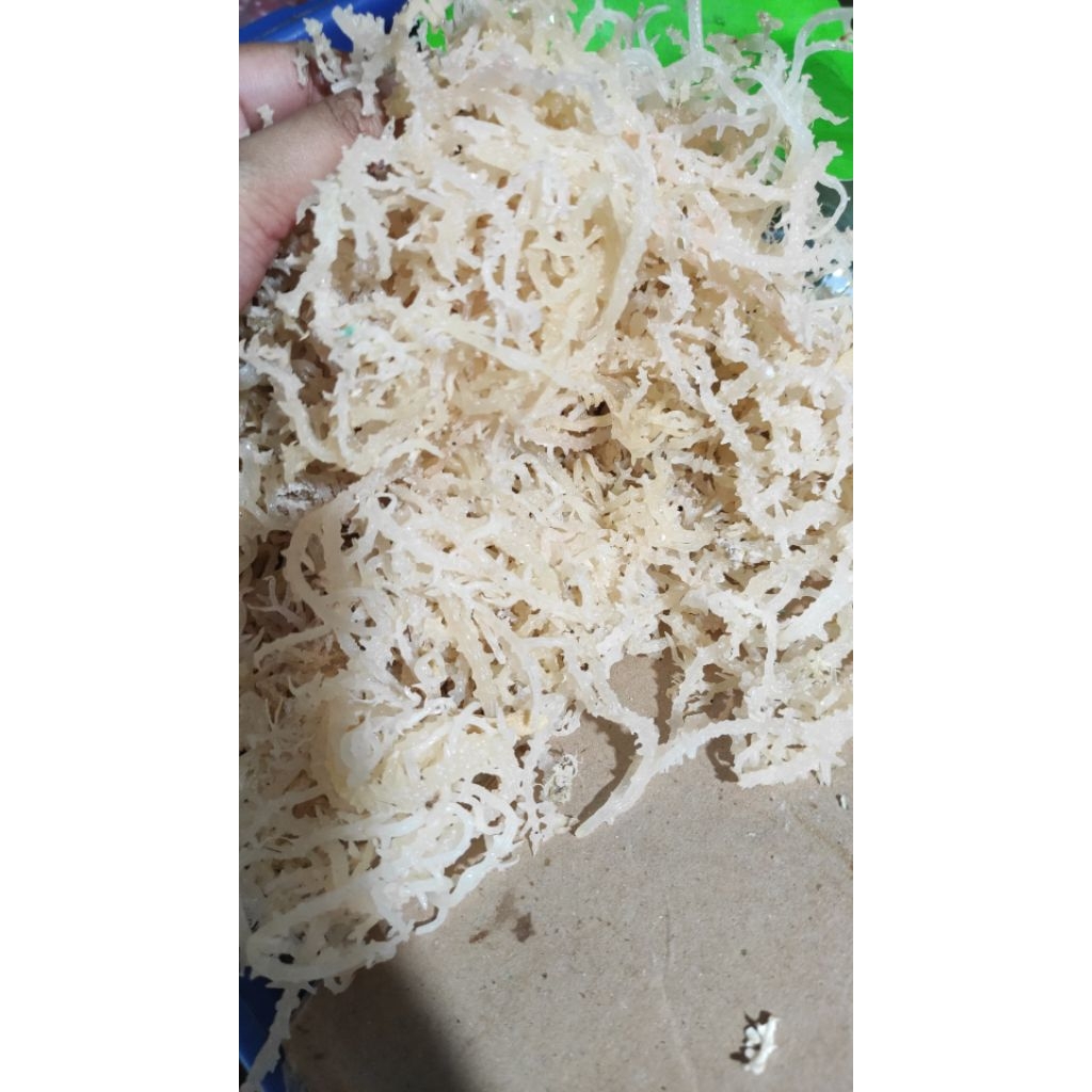 Rumput laut kering untuk es 1 Kg