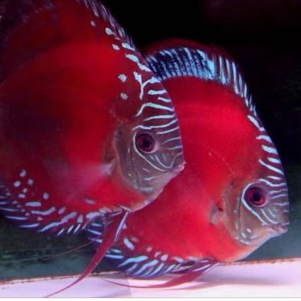 Discus alenquer ikan hias air tawar / hiasan aquarium