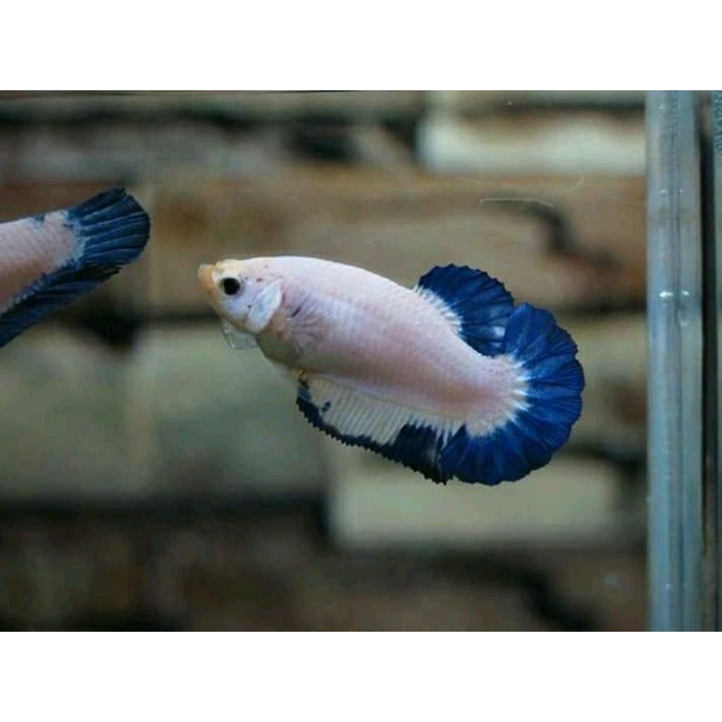 Indukan Cupang Blue Rim Betina