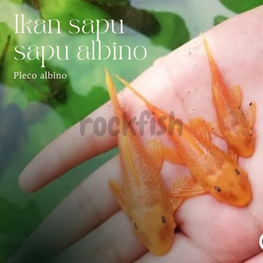 ikan sapu-sapu albino  pembersih kaca aquarium