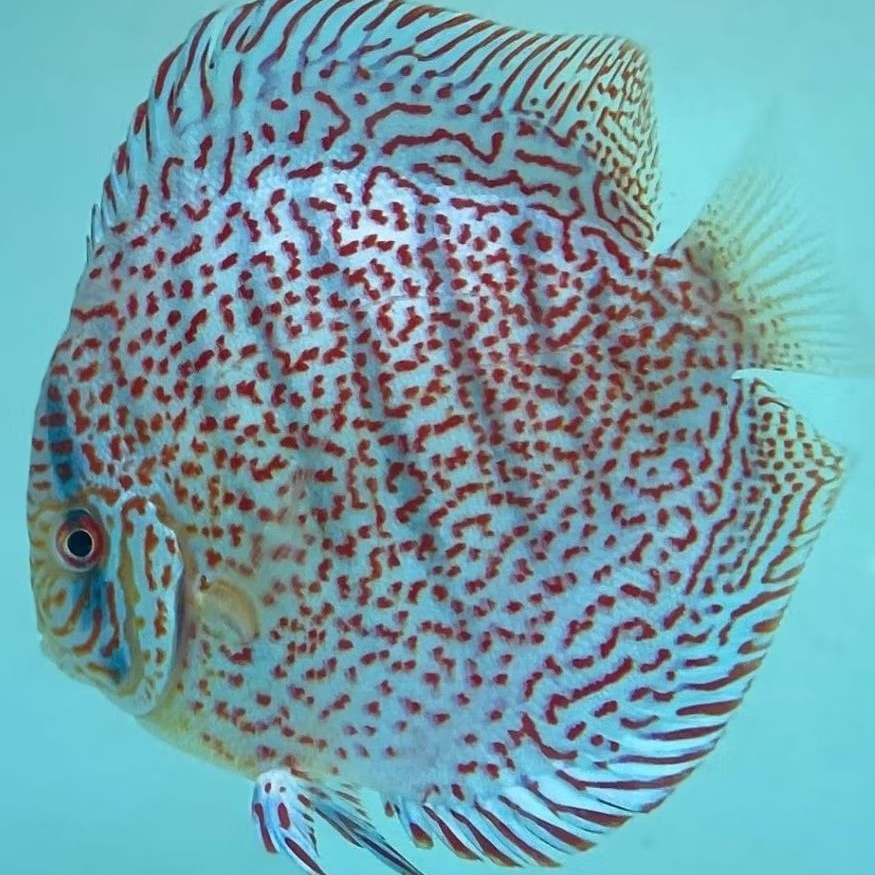 Discus Leopard ikan hias air tawar / hiasan aquarium