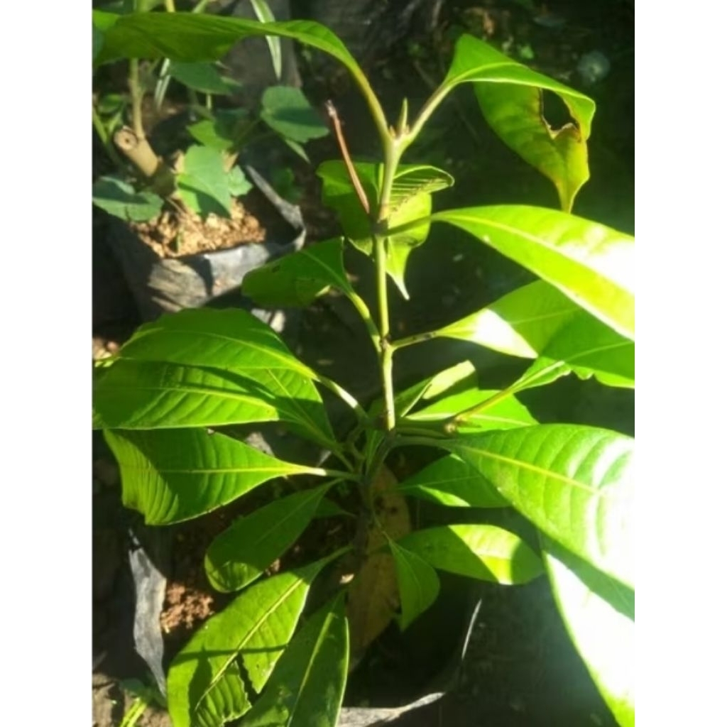 bibit pohon buat gandaria bibit buah jatake buah langka