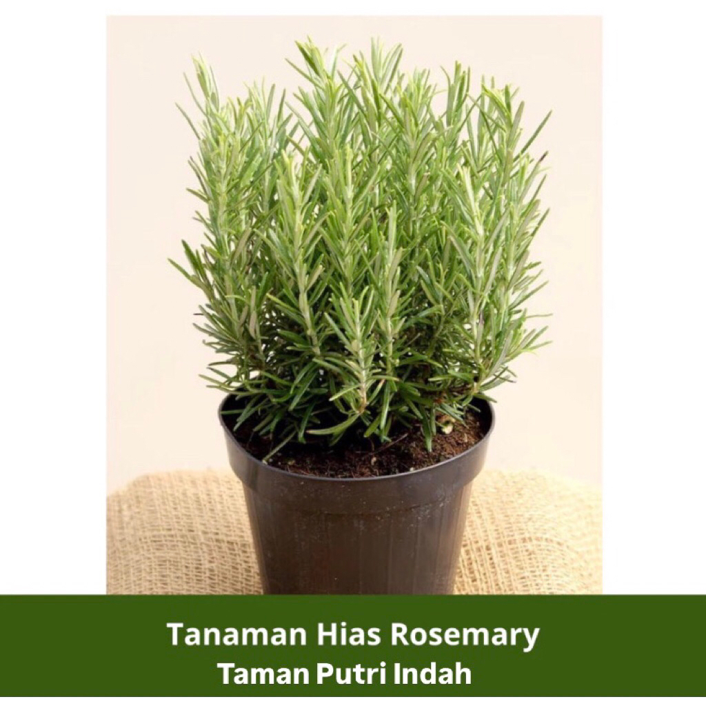 Tanaman Hias Rosemary Tanaman Hias Pengusir Nyamuk Indoor Outdoor Berkualitas