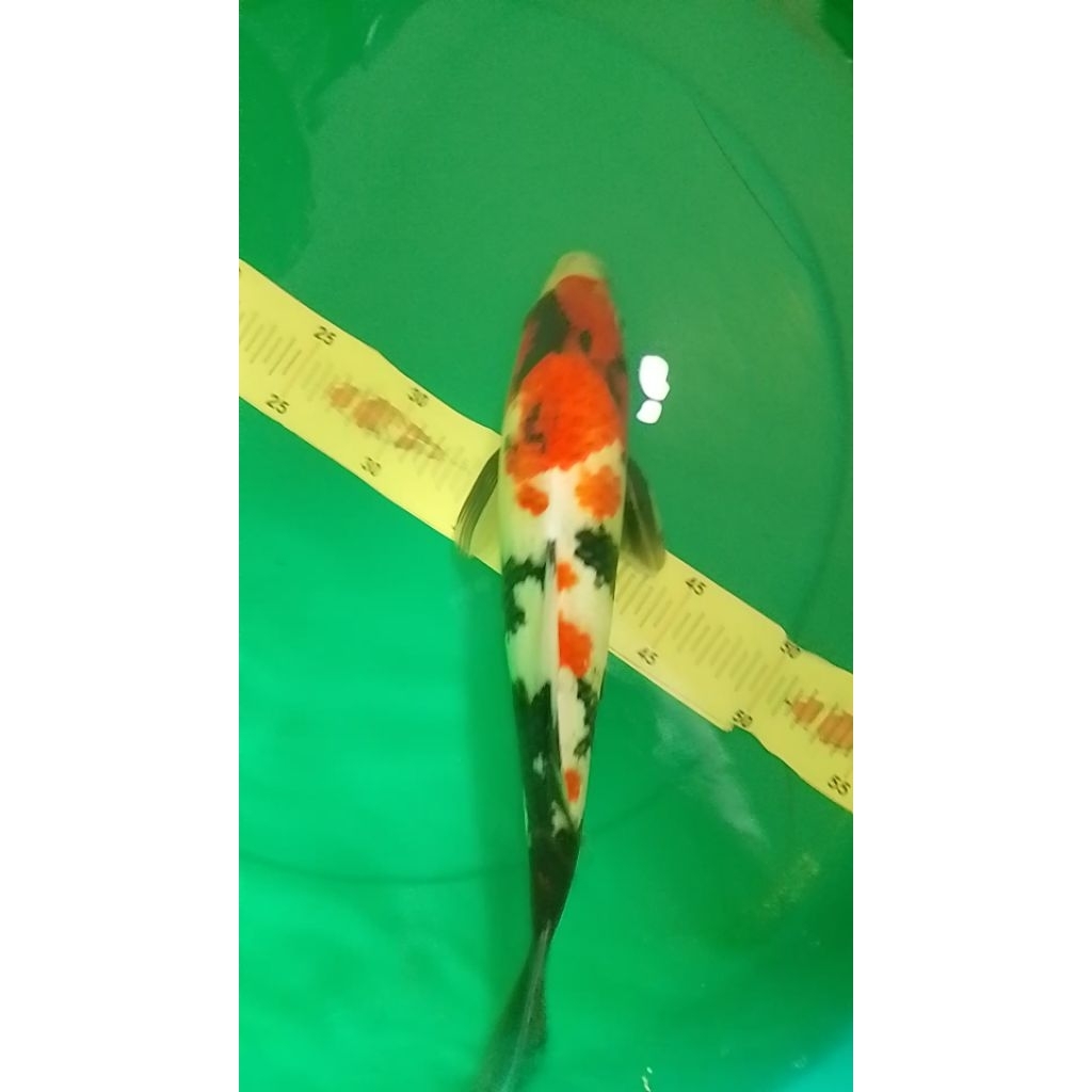 Ikan koi jenis Showa import sertifikat 37cm