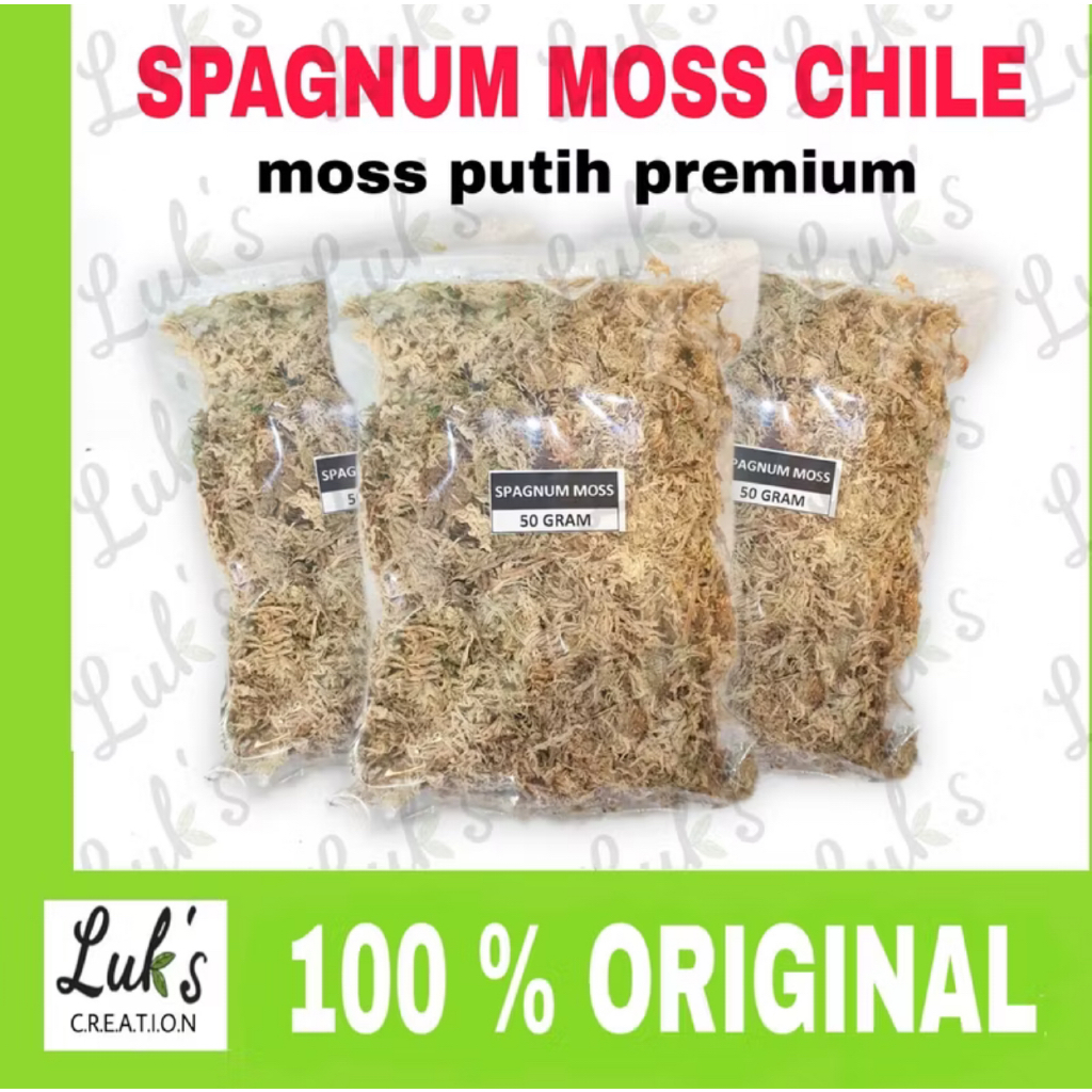 Media tanam SPAGNUM MOSS putih premium chili original- spagnum moss -spaghnum moss anggrek