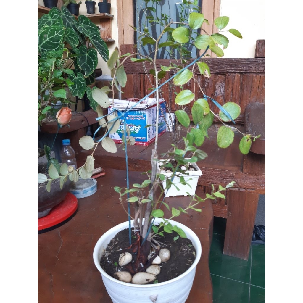 bonsai bidara arab dikirim dengan pot