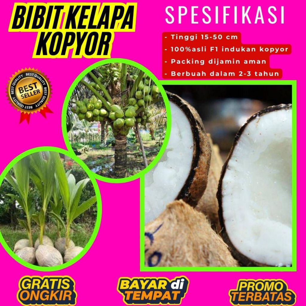 TERPERCAYA  Bibit Kelapa Kopyor Trubus