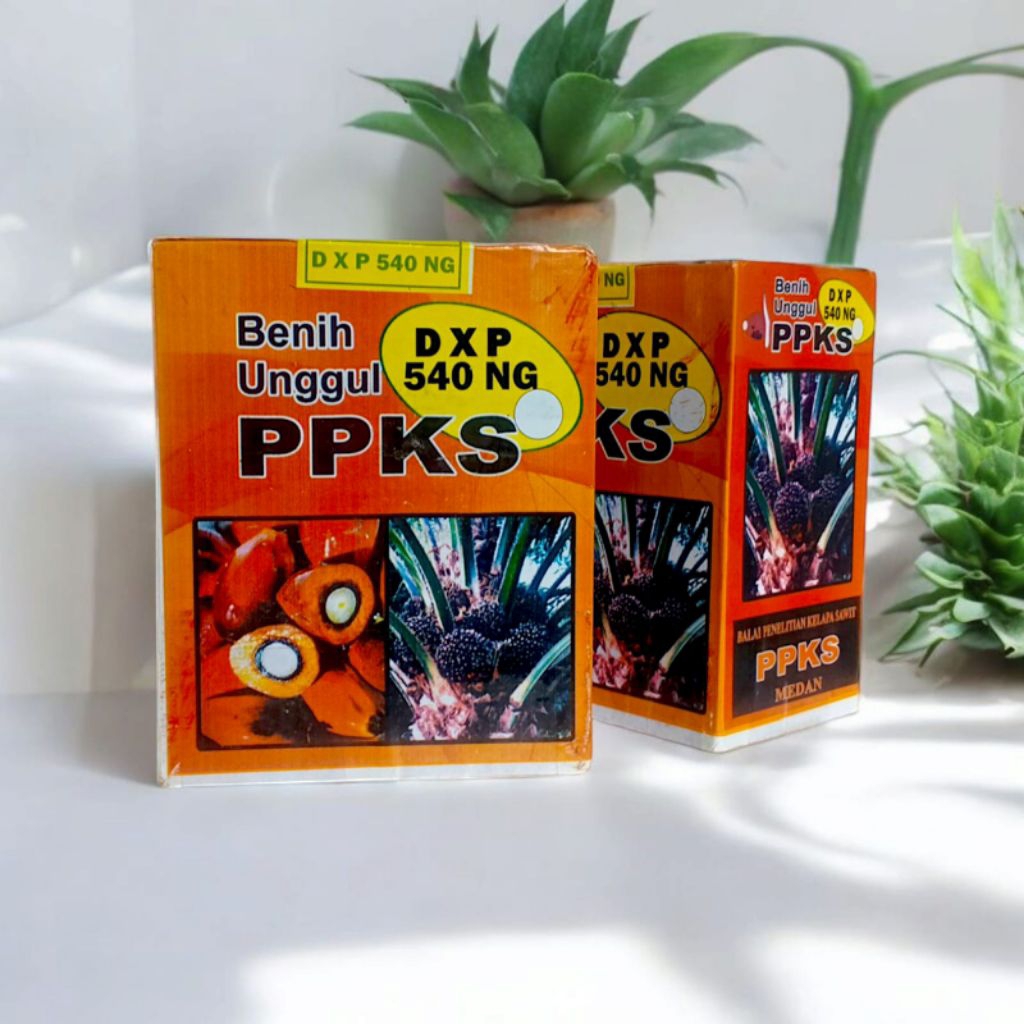 kecambah sawit PPKS 540 berkualitas unggul