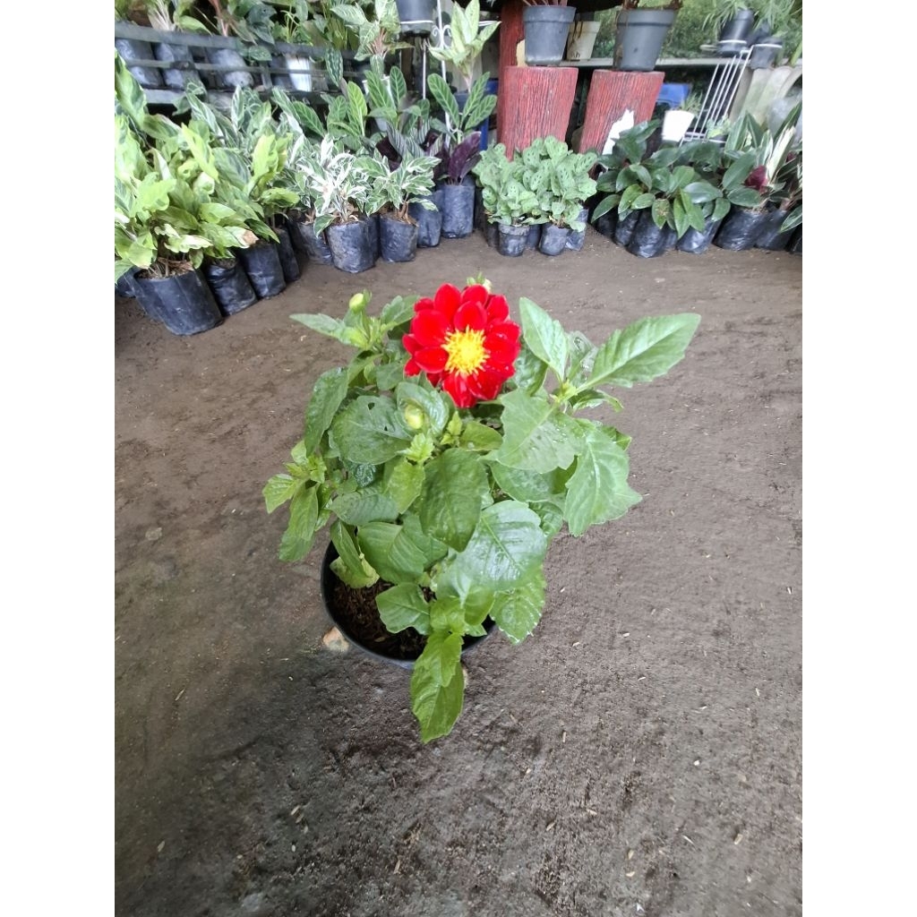 BUNGA DAHLIA SUDAH DAPAT POT
