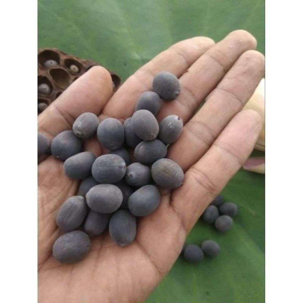 Biji Bunga Lotus Biji Teratai