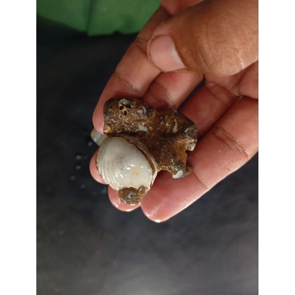 natural temuan laut asli kerang tempel 10A