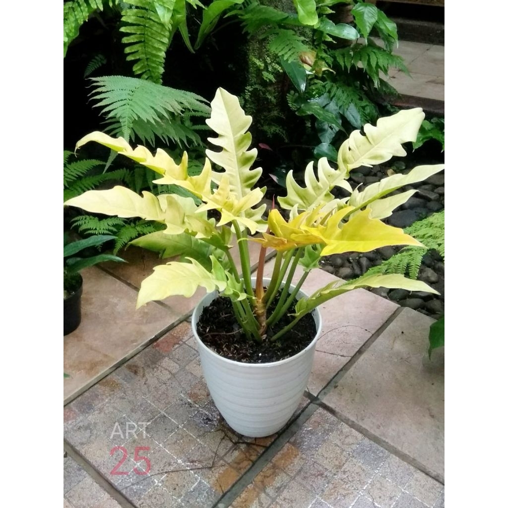 Philodendron 'Golden Saw' Ukuran Besar Philo Sesuai Foto
