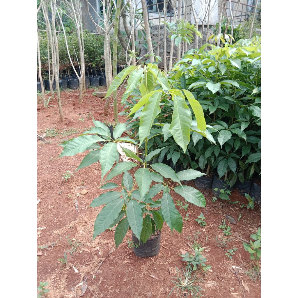 Bibit tabebuya pink - pohon tabebuya pink bibit 1 meter