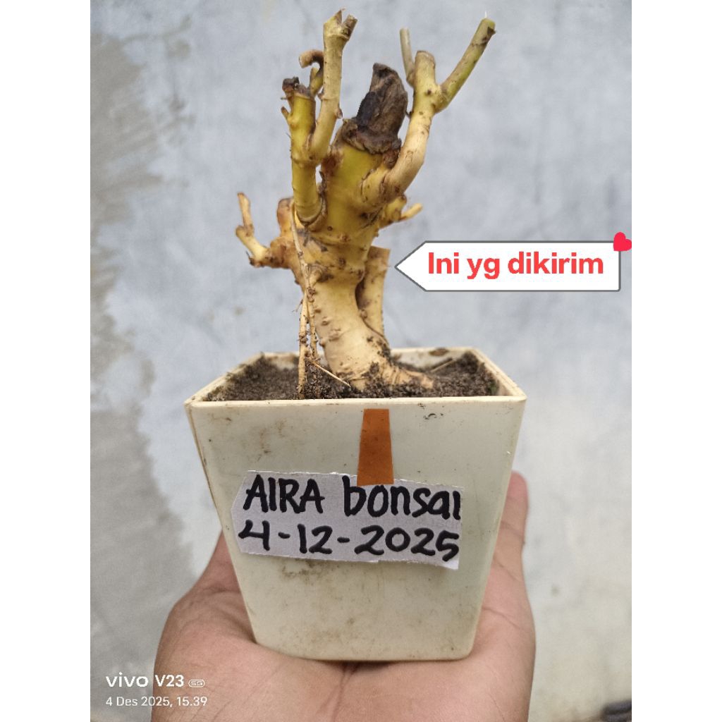 bahan bonsai serut mame