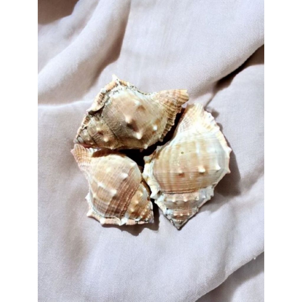 Kerang Duri Hiasan Dekorasi Kerang Laut 500 Gram - Shell