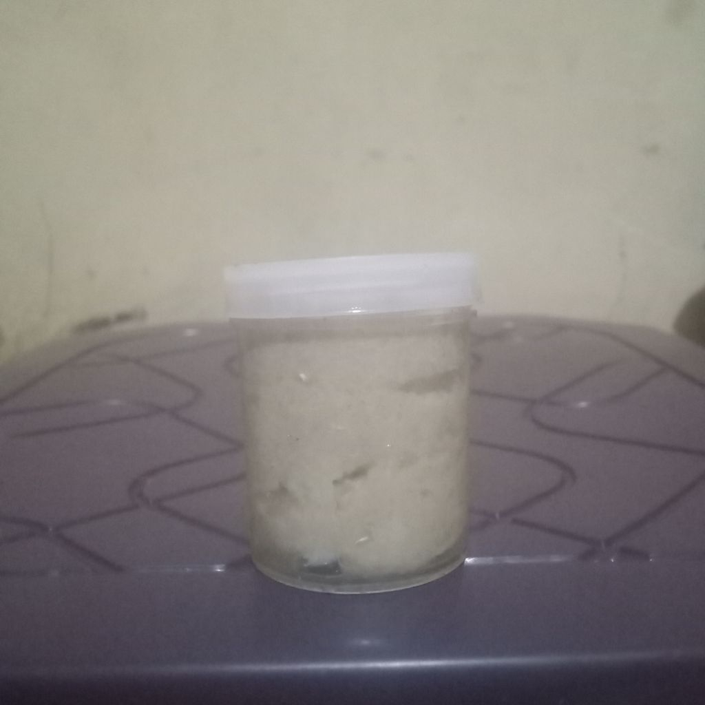 pulut burung untuk pikat burung siap pakai