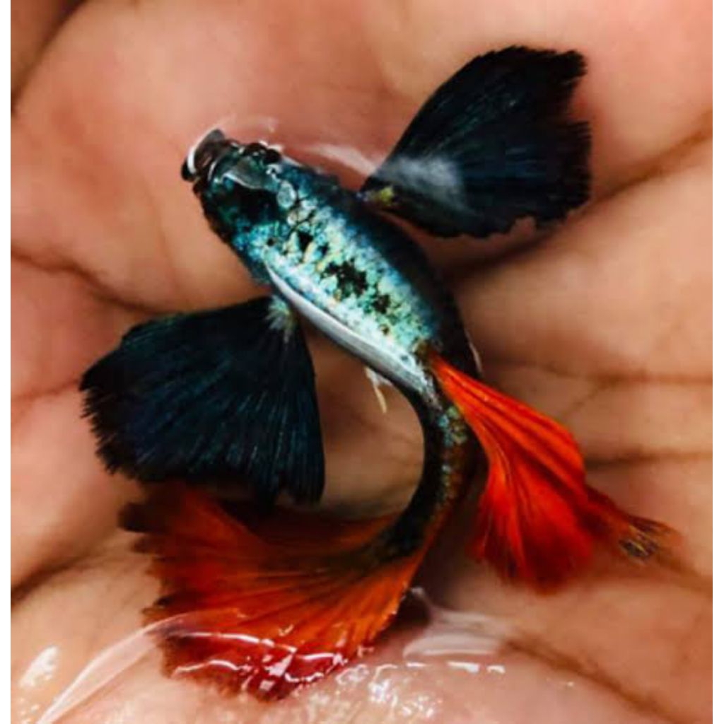 hiasan aquarium ikan Guppy prtde sepasang