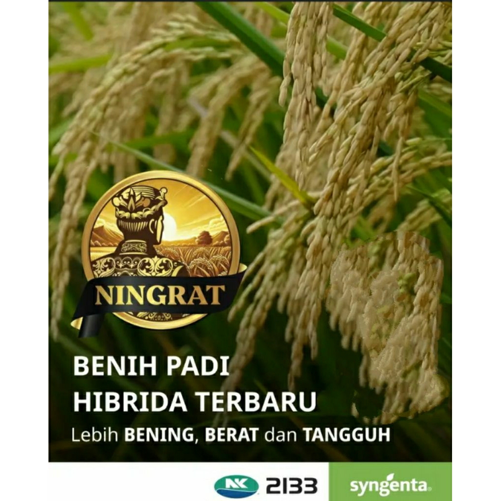 BENIH PADI HIBRIDA  NINGRAT DARI SYNGENTA (NK.2133) TERBARU (5KG)