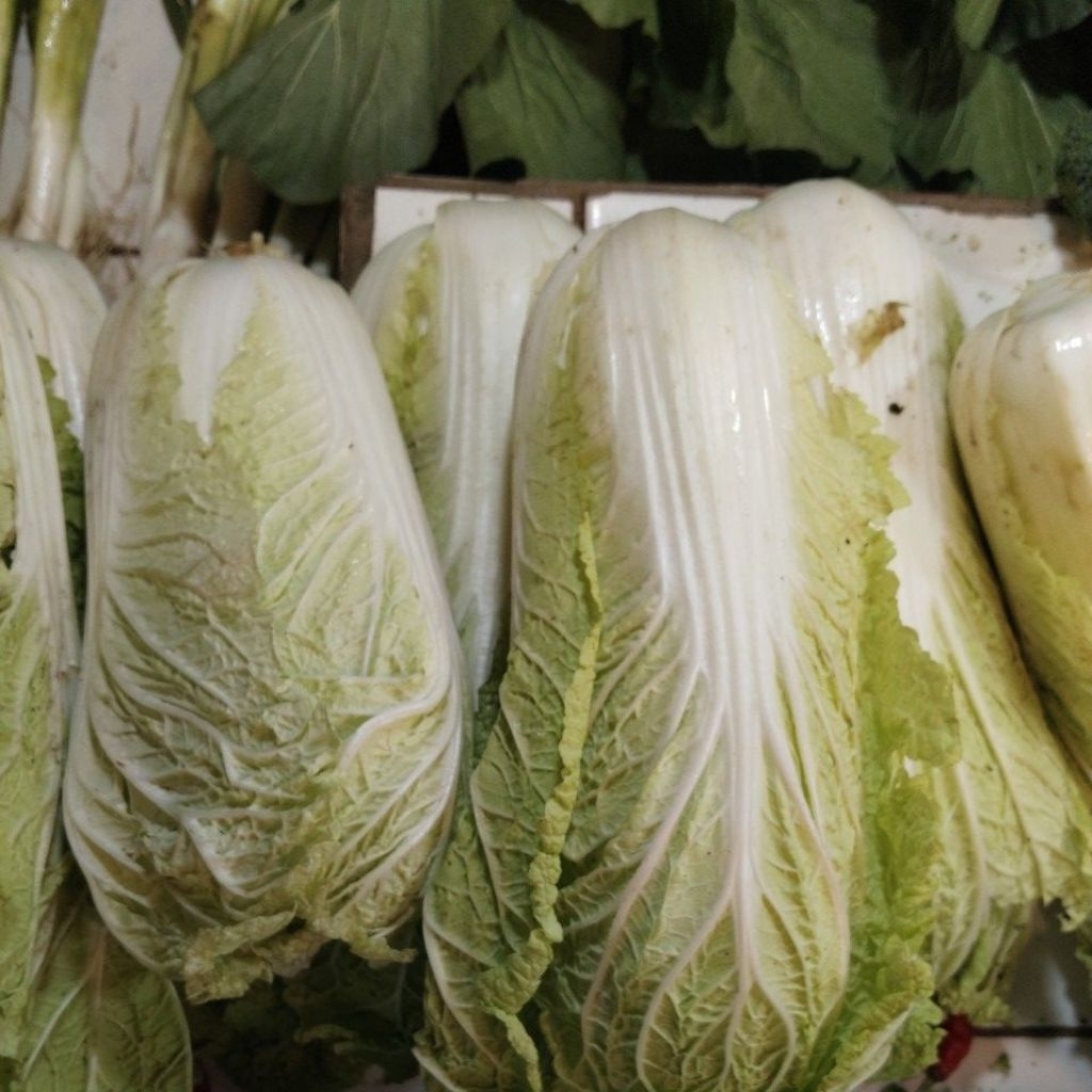 sawi putih 1kg