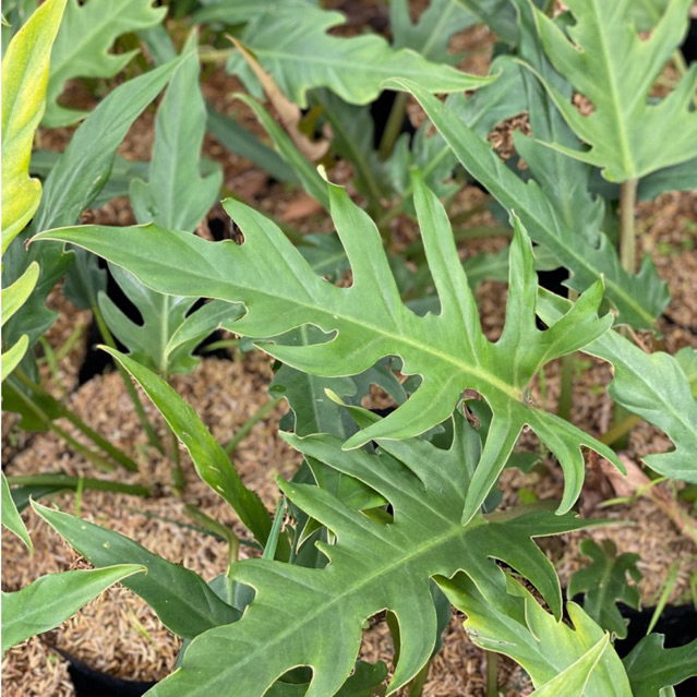 Philodendron xanadu, Philodendron selloum