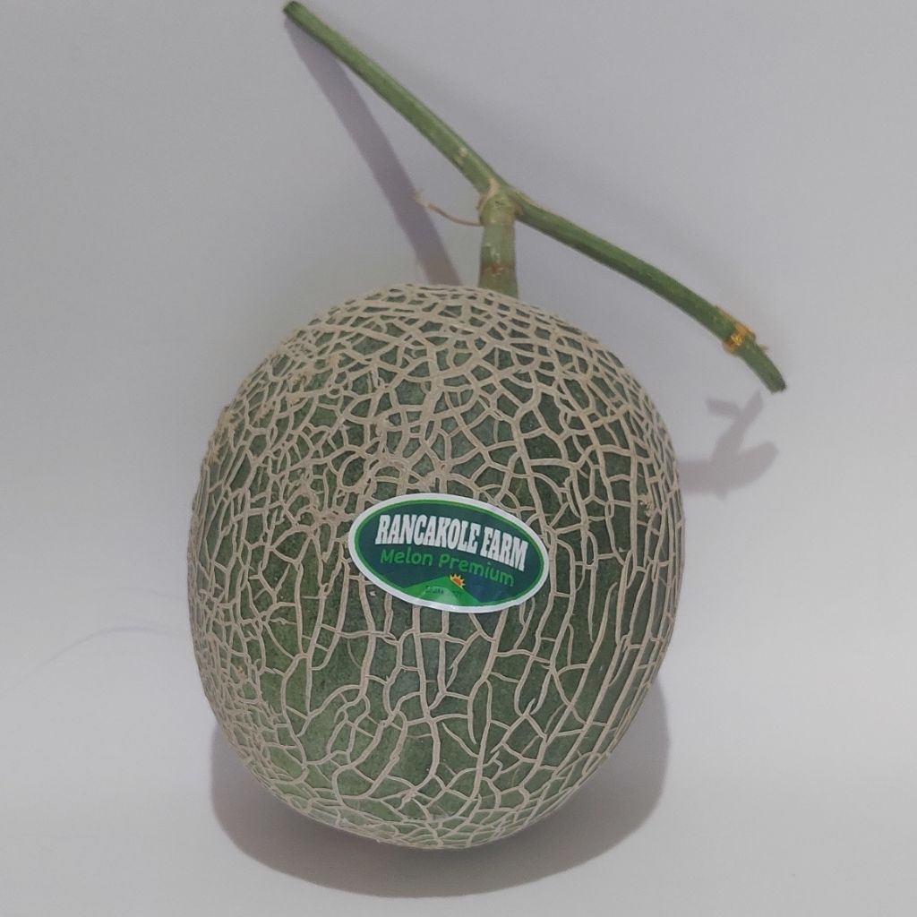 buah melon wakatobi rz