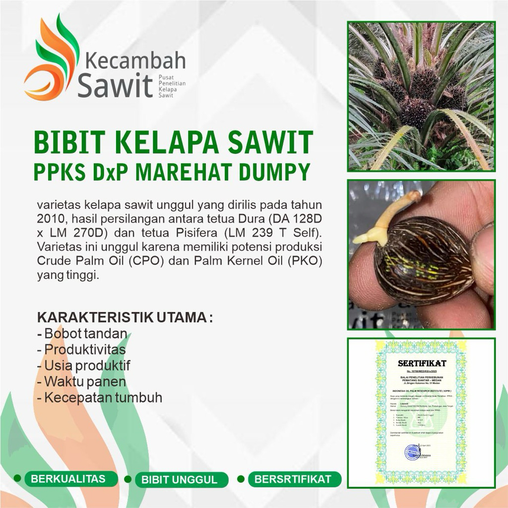 BIBIT KECAMBAH KELAPA SAWIT PPKS DxP MAREHAT DUMPY
