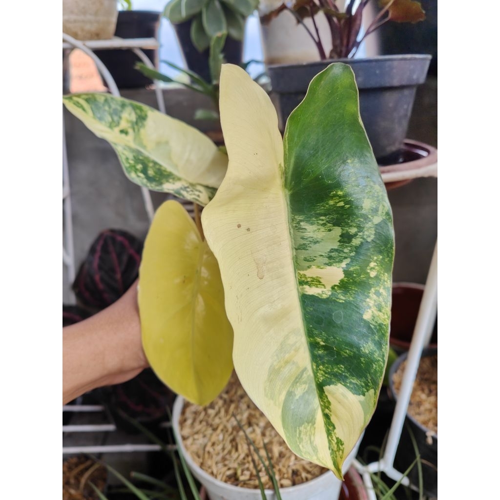 Pholodedron Burle Marx Varigata