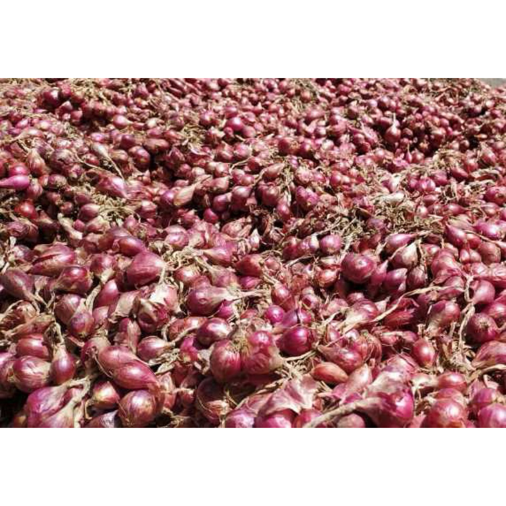 BAWANG MERAH JUMBO MURAH