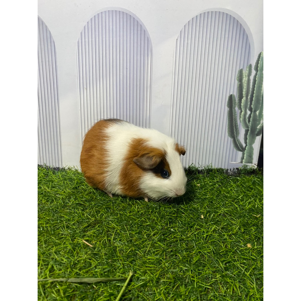 Guinea pig american/ marmut hias american