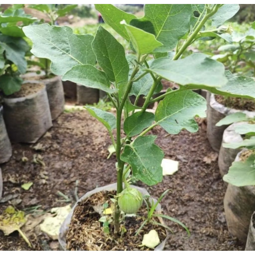 Pohon Terong Hijau Terong Lalapan, Bibit Tanaman Pohon Terong Hijau