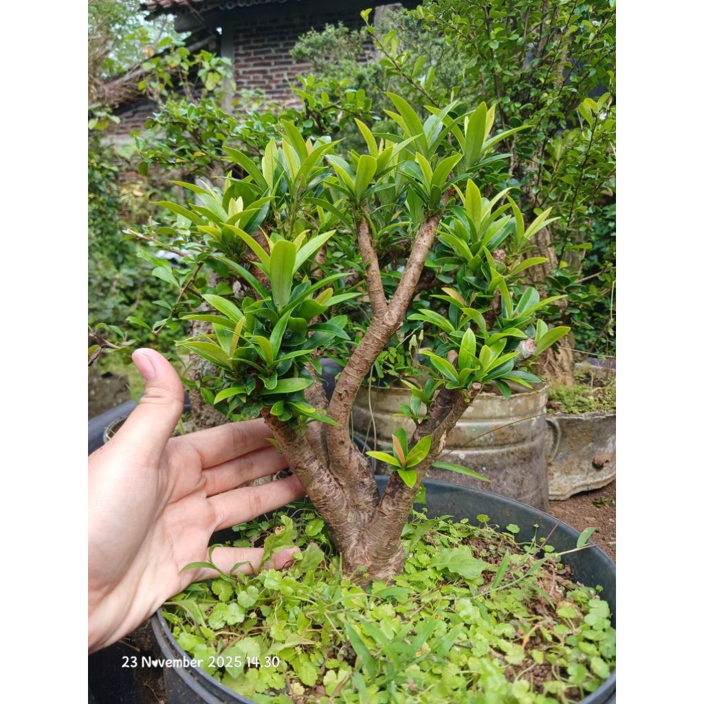 asoka mikro bahan bonsai
