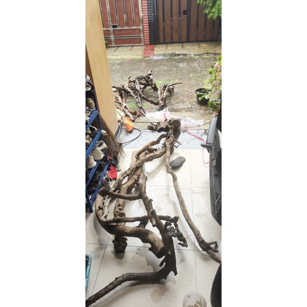 Kayu santigi laut jumbo 70cm - 155cm