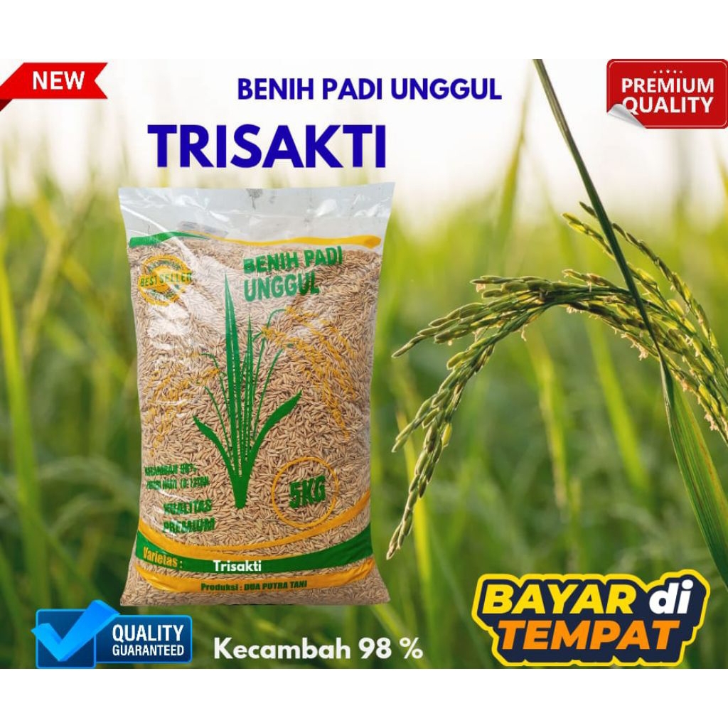 BENIH PADI TRISAKTI UMUR GENJAH 75HST KEMASAN 5KG