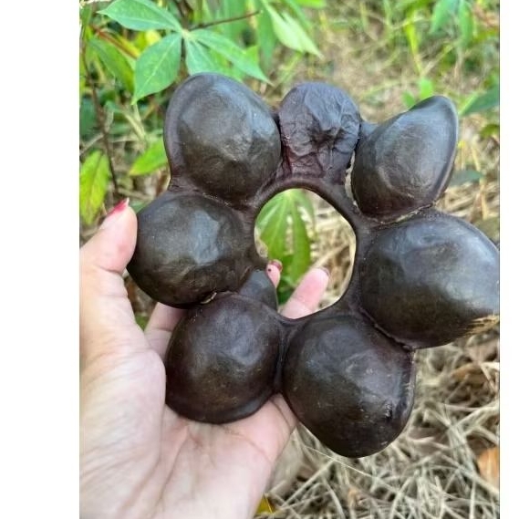 Jengkol Tua dengan kulitnya