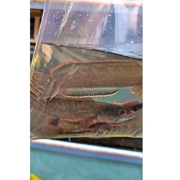 Channa Limbata Muria 10_18cm