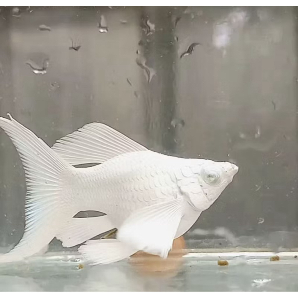 MOLLY KRISTAL EYE FULL PLATINUM BALON LYRETAIL SIZE DEWASA