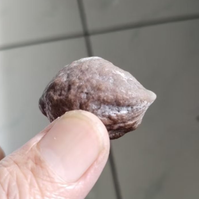 Kemiri Adu Muncang Adu Jayanti Adang Urgen Tua Jatuhan