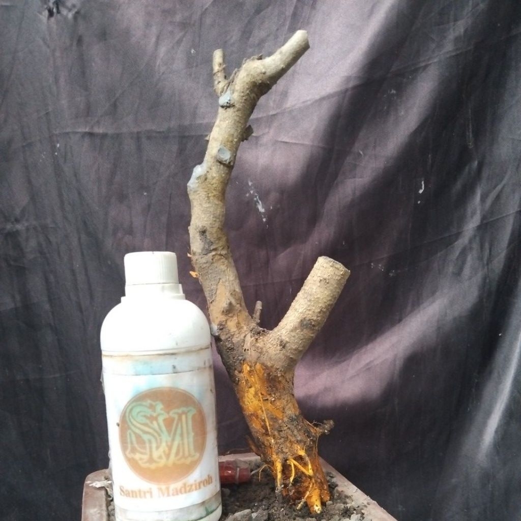 Bahan Bonsai Dongkelan Sisir kaliage medium size informal, The Maxx 30 cm real pick.