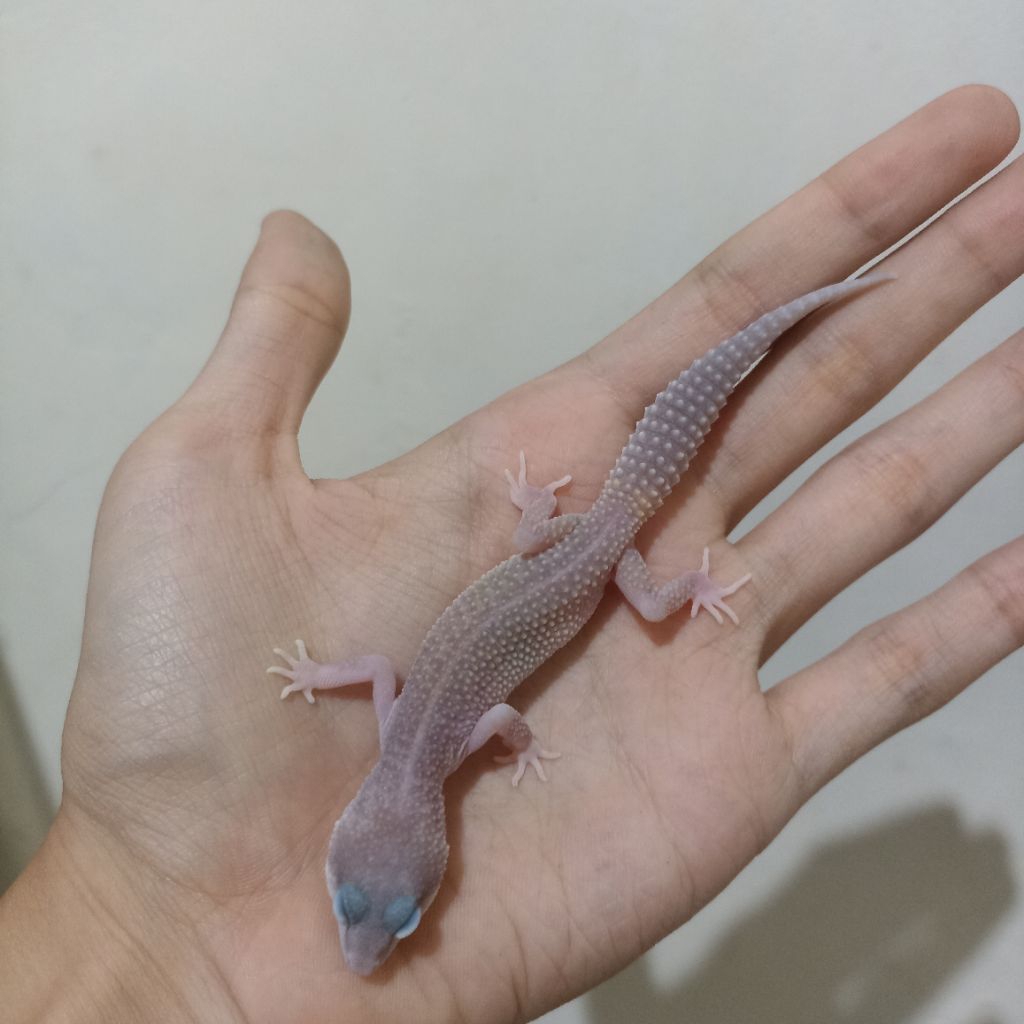 Gecko Baby BZ7 Macksnow blizzard Eclipse het Tremper