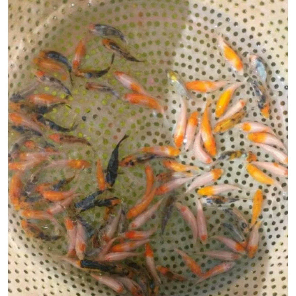burayak/larva ikan koi