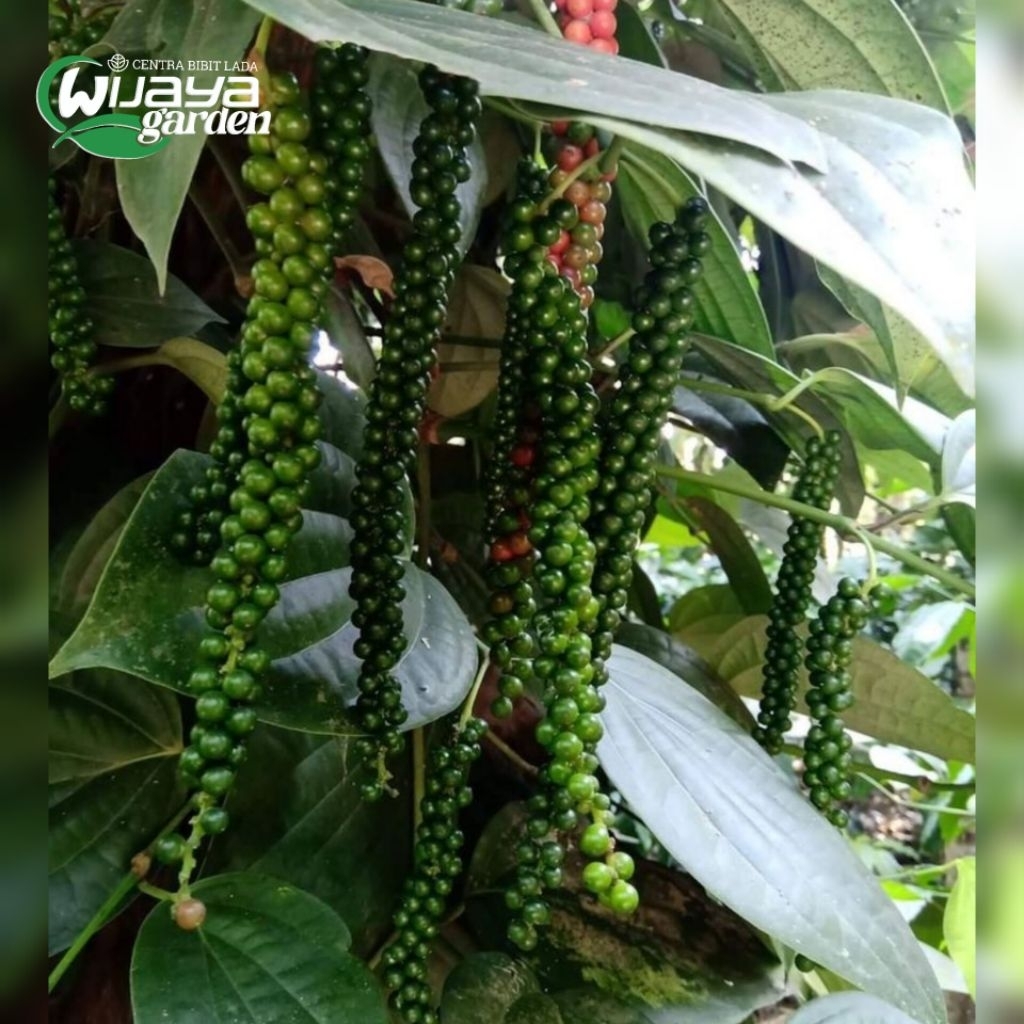 ISI 14 BIBIT LADA SAMBUNG MELADA JENIS INDIA SRILANKA | LADA SAMBUNG MELADA | LADA PUTIH | LADA HITA