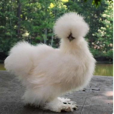 AYAM KAPAS WARNA DAN PUTIH AYAM HIAS KAPAS