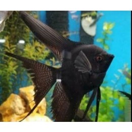 Manfish Black Diamond – Aquatic Pet / Ornamental Variant – Ready Stock – Pengiriman Instant & Same D