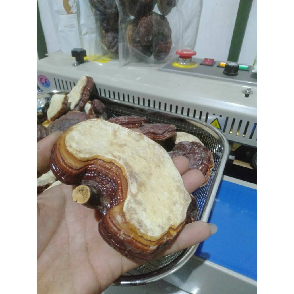 jamur Lingzhi kering utuh, Ganoderma lucidum
