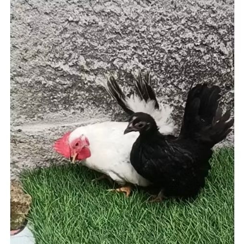 ayam kate sepasang muda