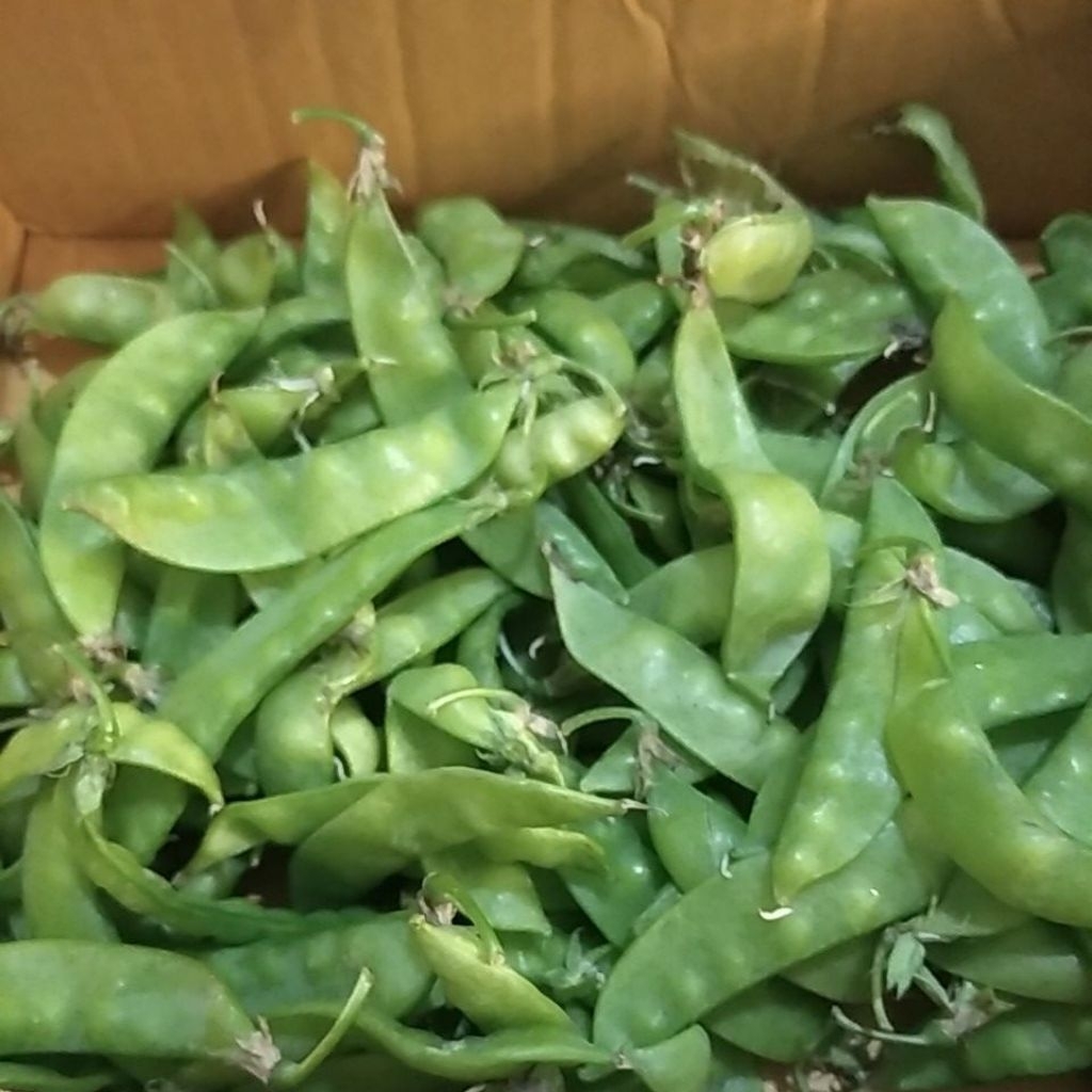 Sayur Arcis Ercis Kacangkapri segar