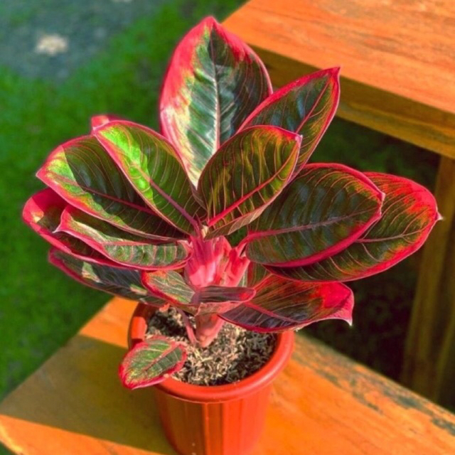 Tanaman Aglonema Lipstik Siam Aurora Lipstik Merah Murah Aglonema Lipstik Siam Aurora Hidup